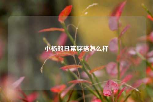 小杨的日常穿搭怎么样